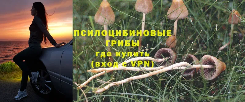 купить закладку  Калач  Псилоцибиновые грибы Magic Shrooms 